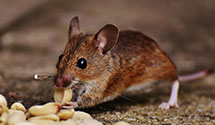 24 Hour & Emergency Exterminators in Kernersville, NC